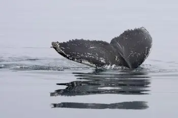 Humpback whale's tail fluke rising from the water with droplets around it and a calm ocean surface in the background.